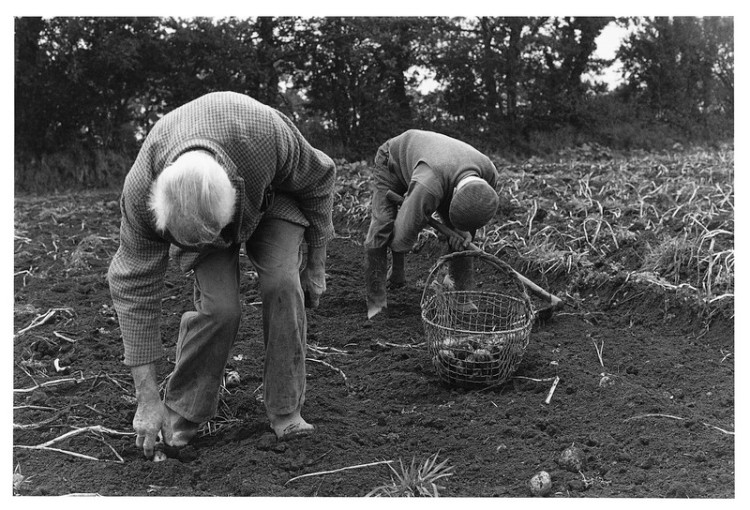 Albert Lentern & George Courtier harvesting potatoes, Way Down 1982.jpg