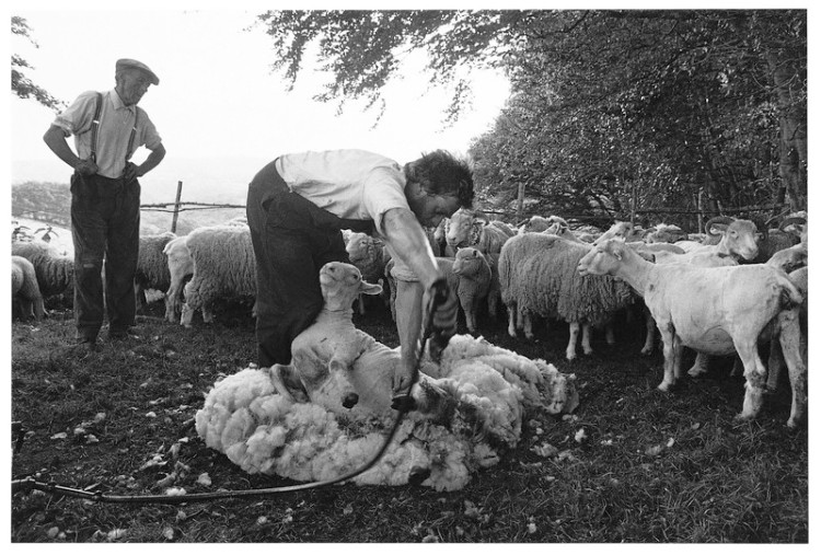 Alf Setter& Richard Leaman power shearing. Washford Hill, Chagford 1979.jpg