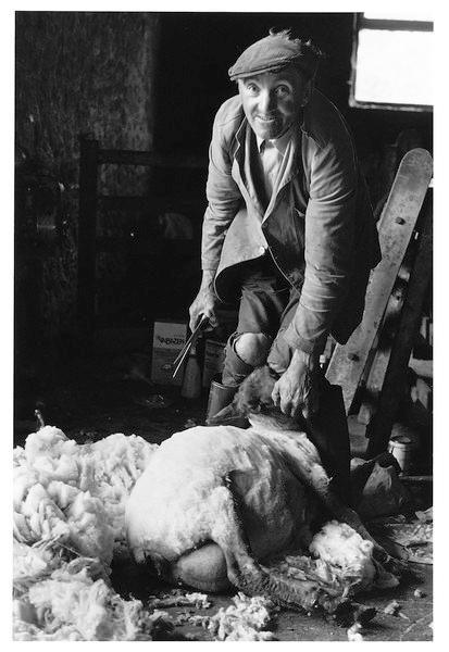 Arthur Brown hand shearing at Moor Gate, North Bovey 1979.jpg