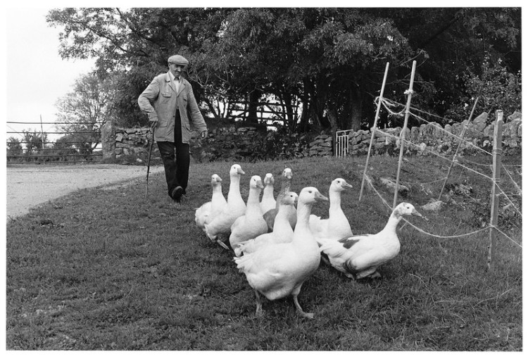 Arthur Brown putting the geese to bed, Moor Gate, North Bovey 1984.jpg