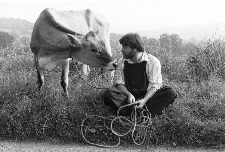 Barry Sessions grazing his Jersey cow, Lustleigh 1982.jpg