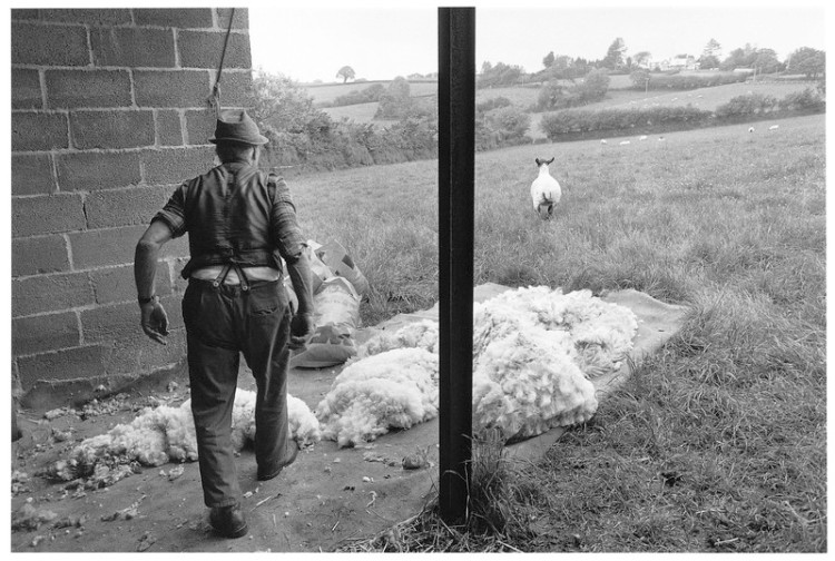 Charlie Mead shearing, Mount Pleasant Fram, Murchington 1993.jpg