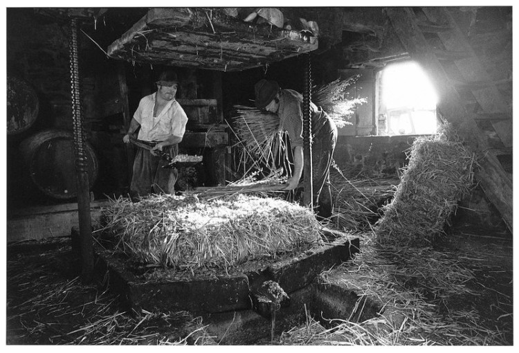 Cider Making, Easton Barton, Hittisleigh 1982.jpg