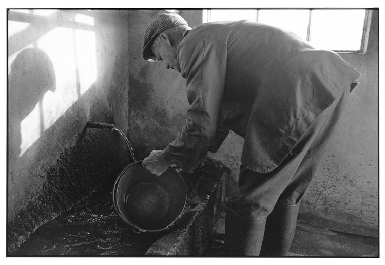 Clifton Dennis washing the milk buckets 1998.jpg