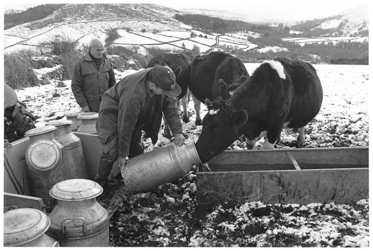 Colin & David Slade giving water to their cattle.Isaford Farm Widecombe 1999.jpg