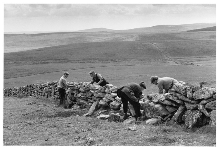 Drystone Walling, Teignhead Newtake 1981.jpg