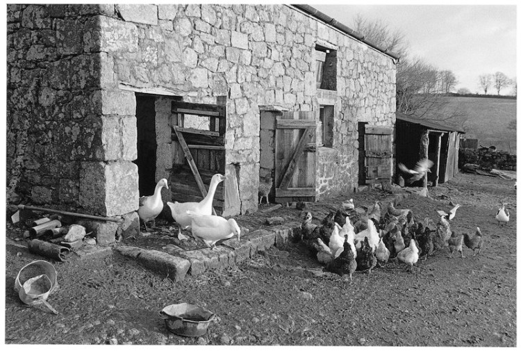 Early morning, Chapple Farm, Gidleigh 1980.jpg