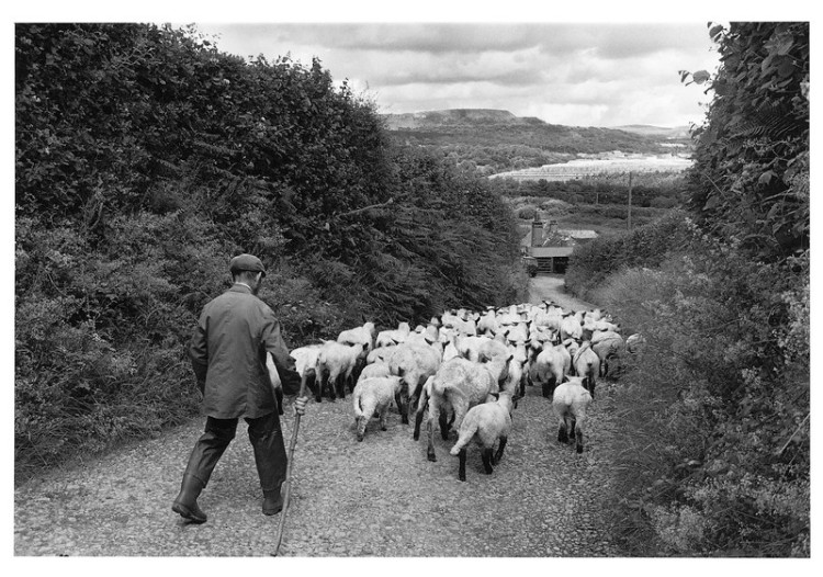 Edward Dennis driving sheep down to Truelove Fram, Shaugh Prior 1998.jpg