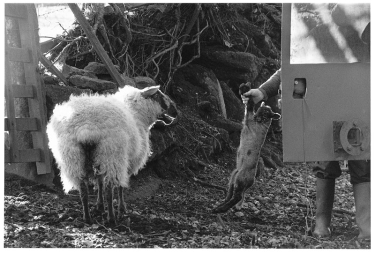 Ewe & newborn lamb, Fordgate, Manaton 1981.jpg