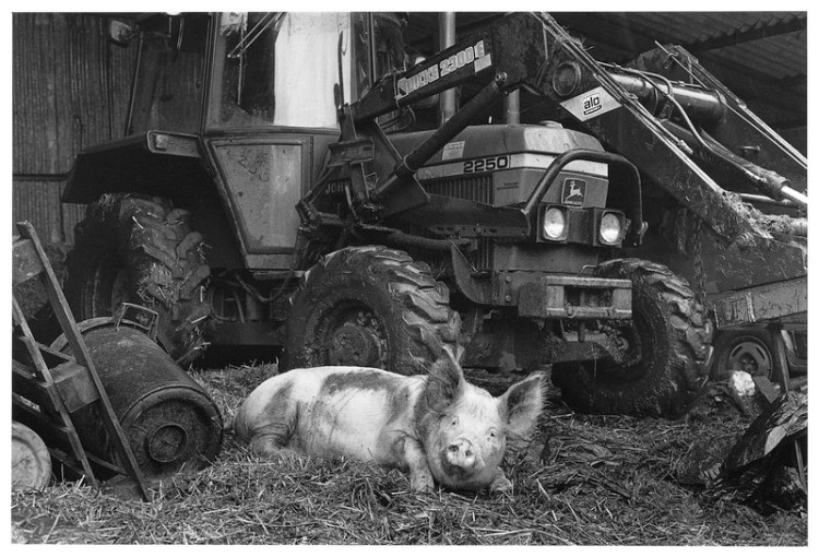 Farm Pig, Lower Nattadon, Chagford 1999.jpg