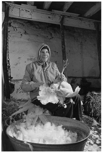 Gwen Mortimore pucking turkeys, Chapple Farm, Gidleigh 1980.jpg