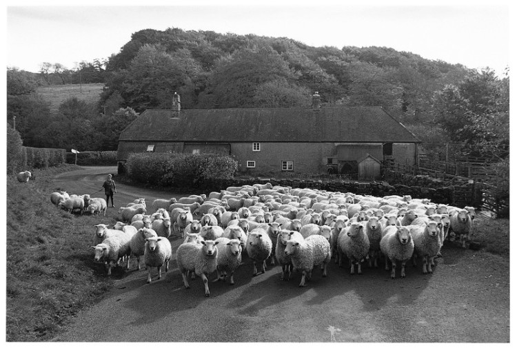 Hazel Pearse with a flock of Widecombe Whiteface, Barramoor Fram, North Bovey 1999.jpg
