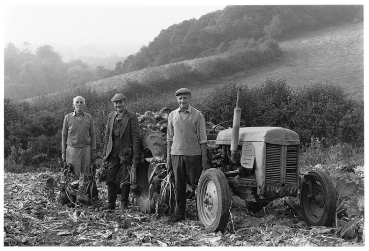 Jack Lewis, Norman Mortimore & Will Webber harvesting 'mangels', Murchington 1986.jpg