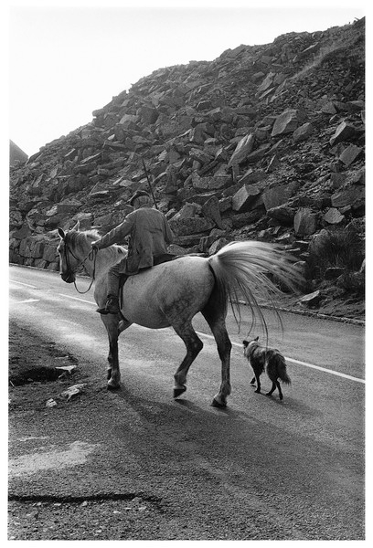 Jack Reddicliffe drifting cattle back to Moortown, Merrivale 1976.jpg
