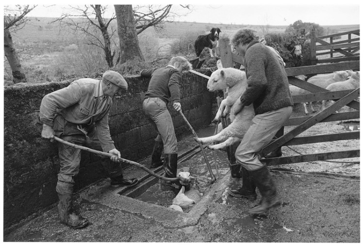 Ministry of Agriculture compulsory sheep dip, Moor Gate Farm, North Bovey 1982.jpg