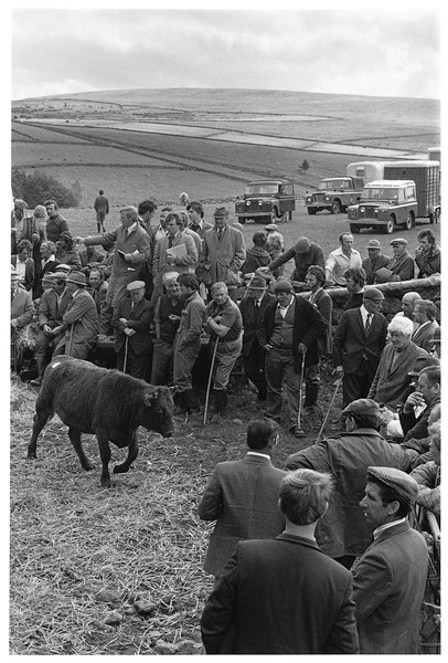 Sherberton Annual Sale, Great sherberton Farm, Hexworthy 1977.jpg