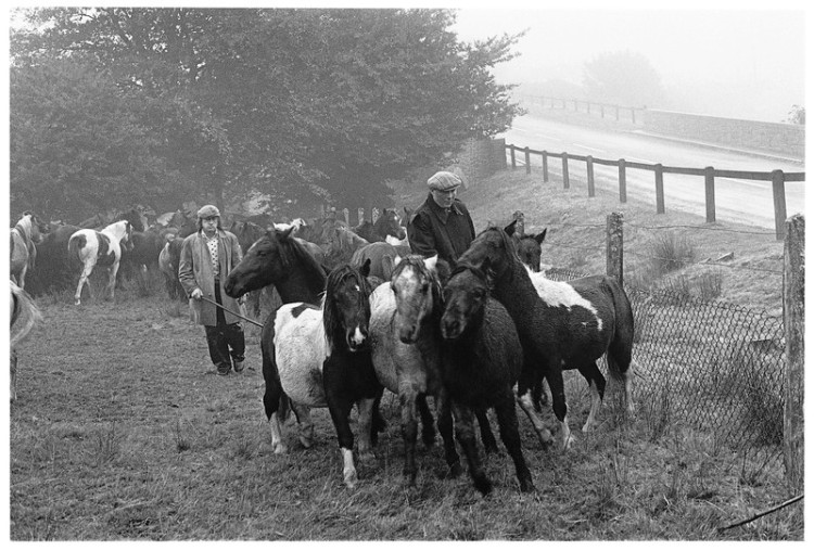 Sorting ponies inside Merrivale Pound 1977.jpg
