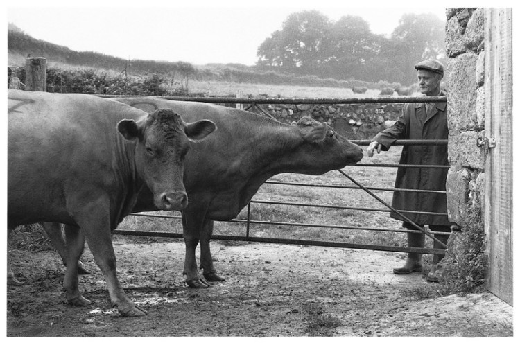 South Devon's, Truelove.jpg