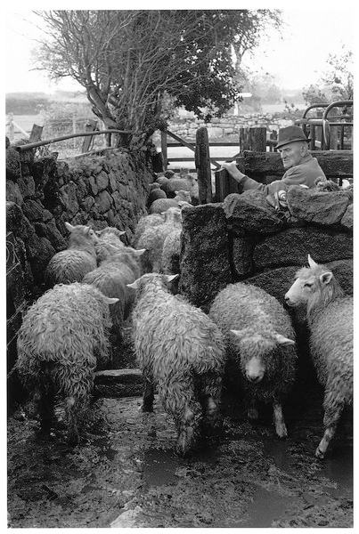Will Jordan dipping sheep, Moortown Farm, Gidleigh 1981.jpg