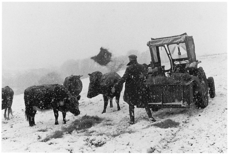 Will Webber winter feeding, Gidleigh 1981.jpg