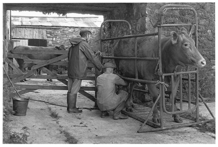 milking the cows in the cattle crush 1998.jpg