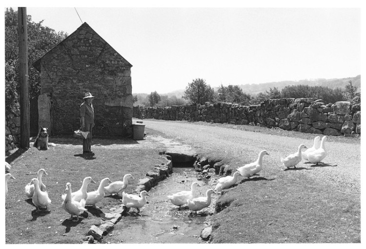 monica Alford & her ducks, Little Ensworthy, Gidleigh 1990.jpg