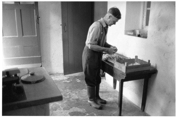 sorting eggs in the dairy.jpg