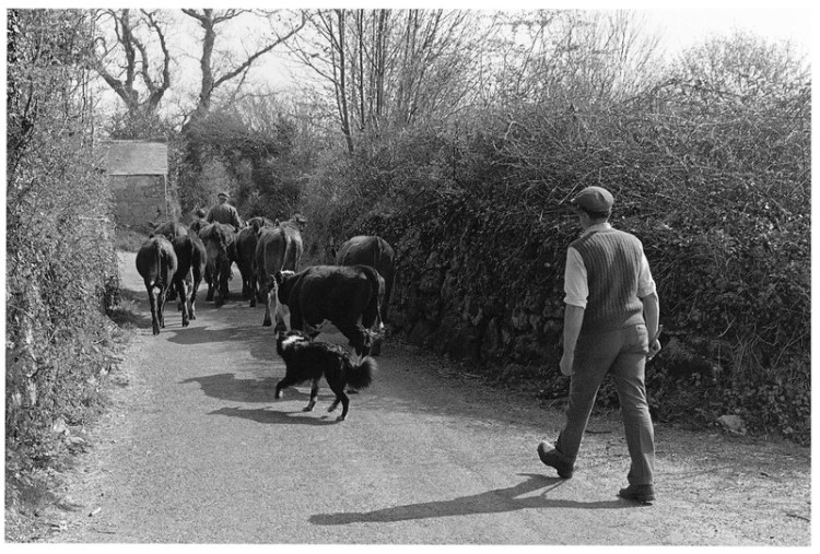 three generation of the Hext family herding South Devon's, Buckland in the Moor 1976.jpg